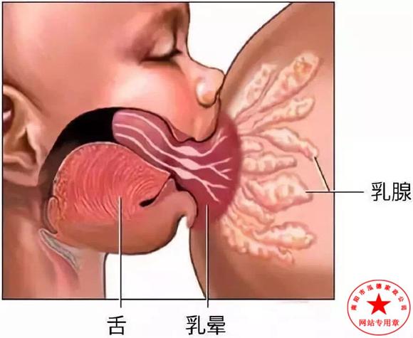 母乳喂養(yǎng)應(yīng)注意哪些？